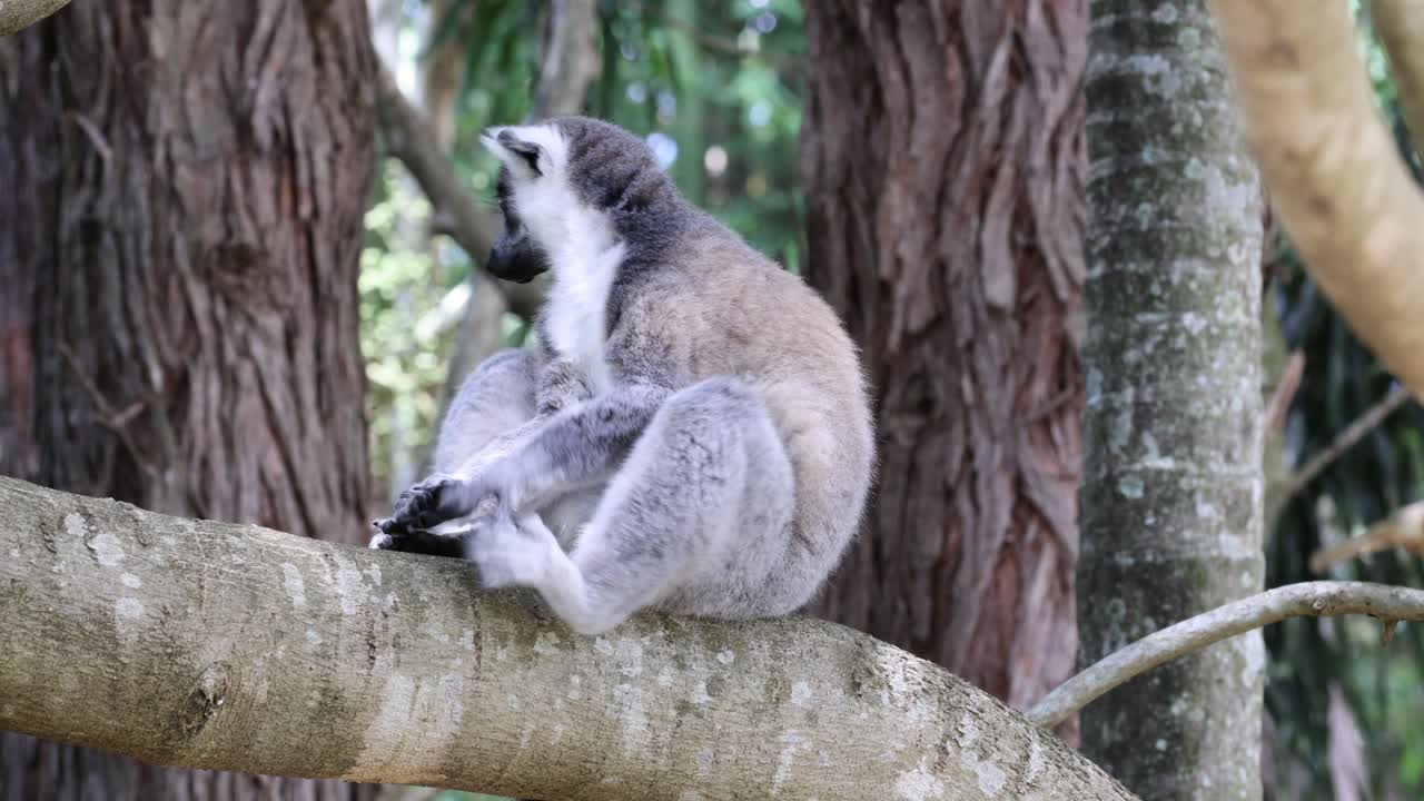 dos lémures interactuando y descansando en una rama de árbol