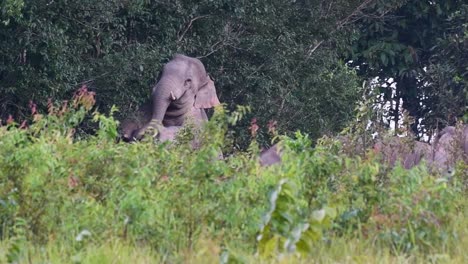 Un-Individuo-Macho-Montó-A-Una-Hembra-Y-Dan-Vueltas-En-Círculos,-Obligando-A-La-Hembra-A-Someterse-A-Un-Interludio-Romántico-En-El-Bosque