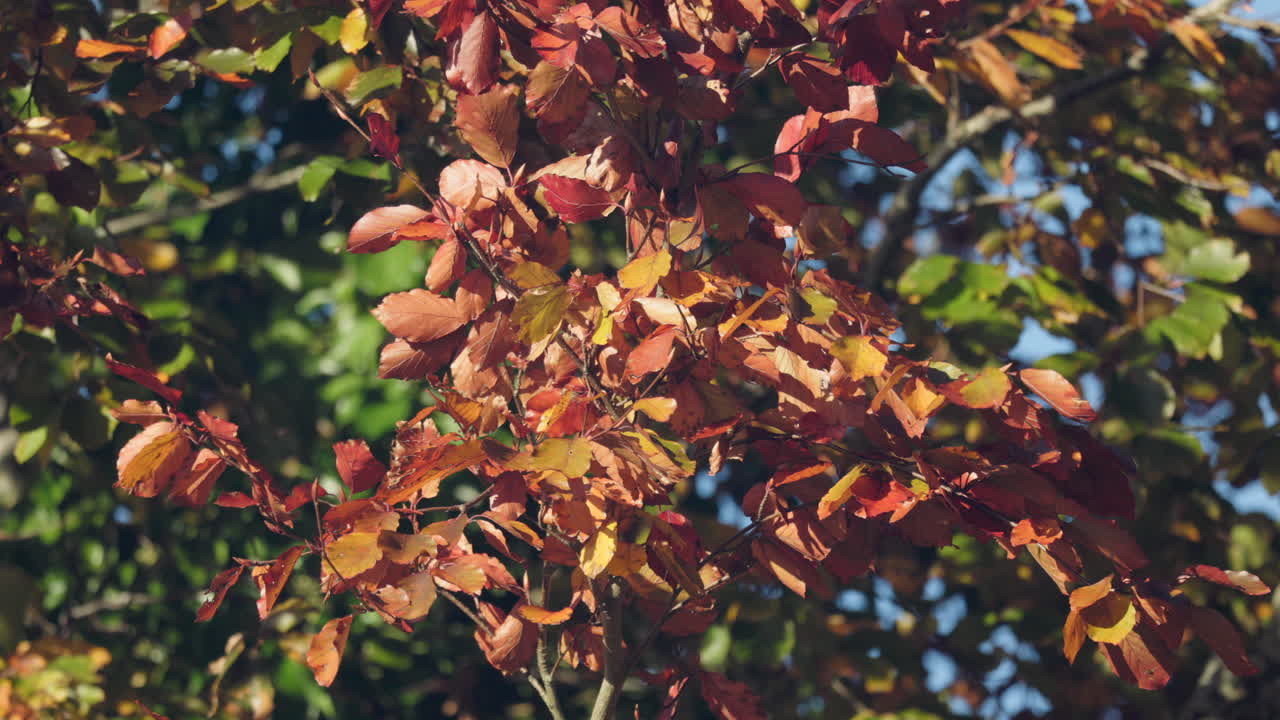 Rust red autumn foliage in the sun