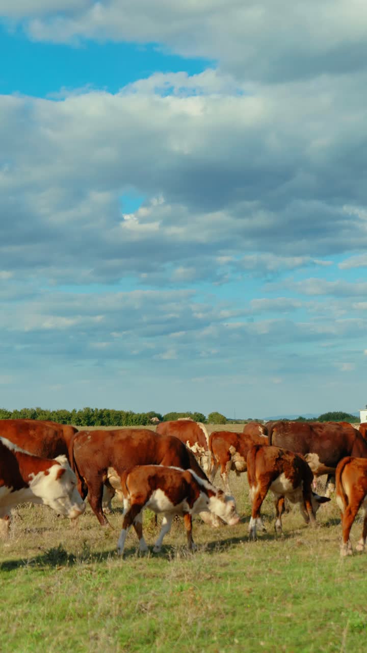 una escena rural pacífica con vacas pastando en un prado verde bajo un cielo azul