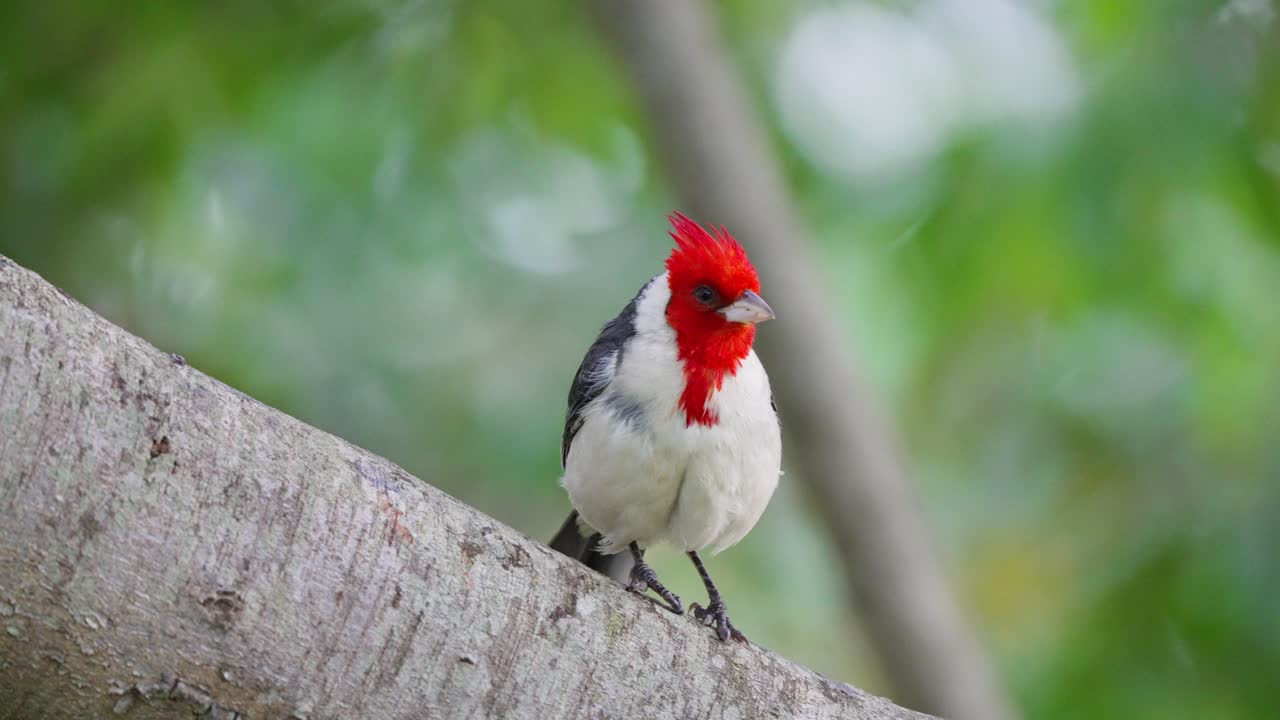 cardenal salvaje de cresta roja, paroaria coronata encaramada en la rama de un árbol, resbaló y voló contra un fondo de follaje verde borroso en los humedales de ibera, región natural del pantanal