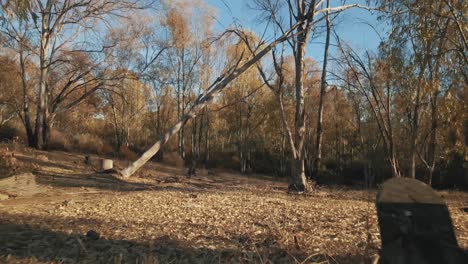 Fast-dolly-out-movement-between-the-trees-in-the-forest