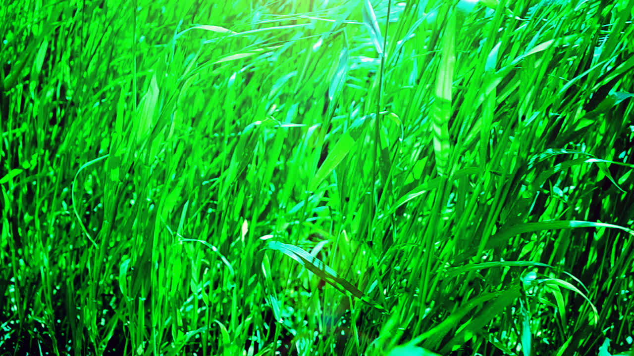 Ruoho pellolla. Korkea ruoho