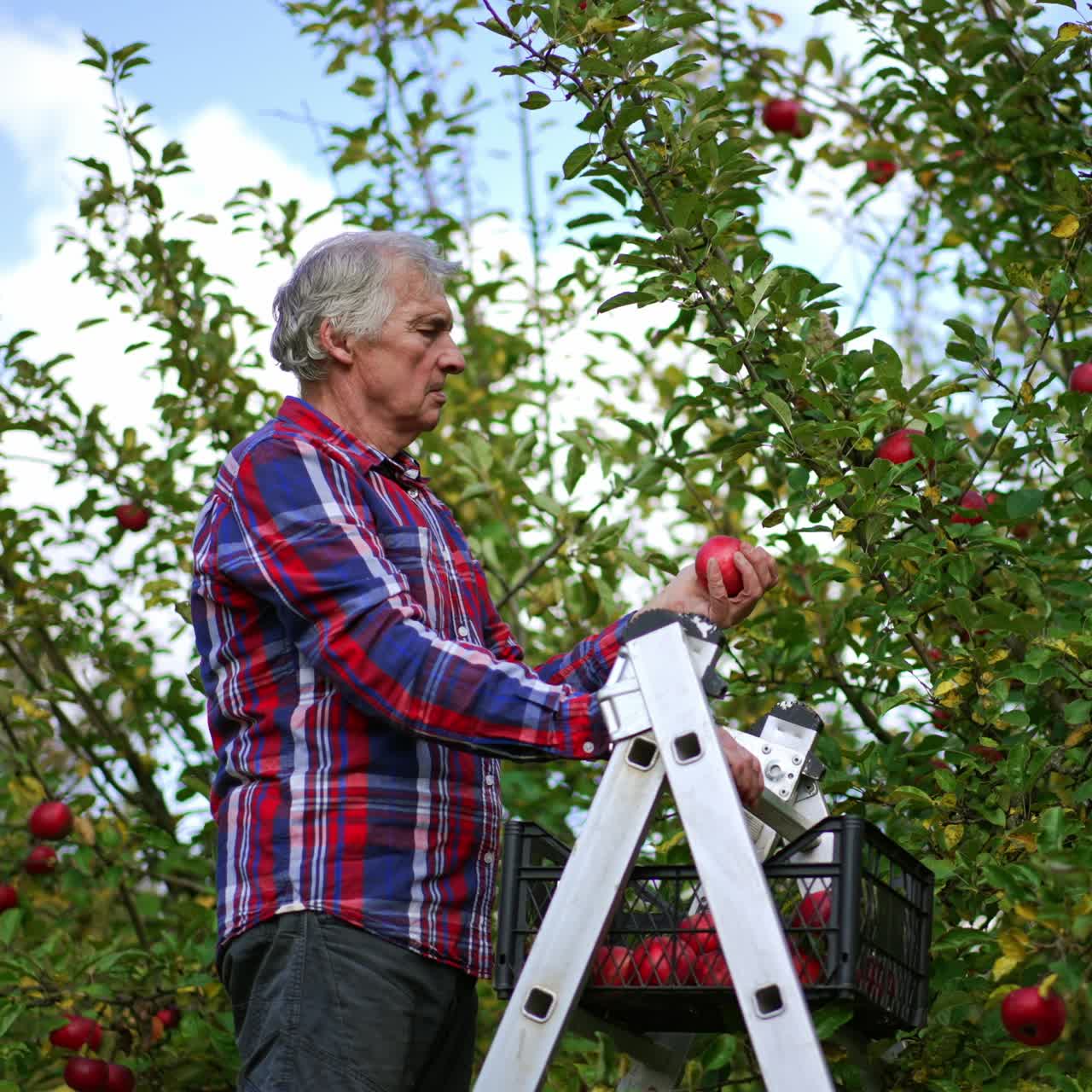 Old man in bright shirt standing on the step ladder and gathering apples from a big tree. Season of harvesting fruit in the orchard