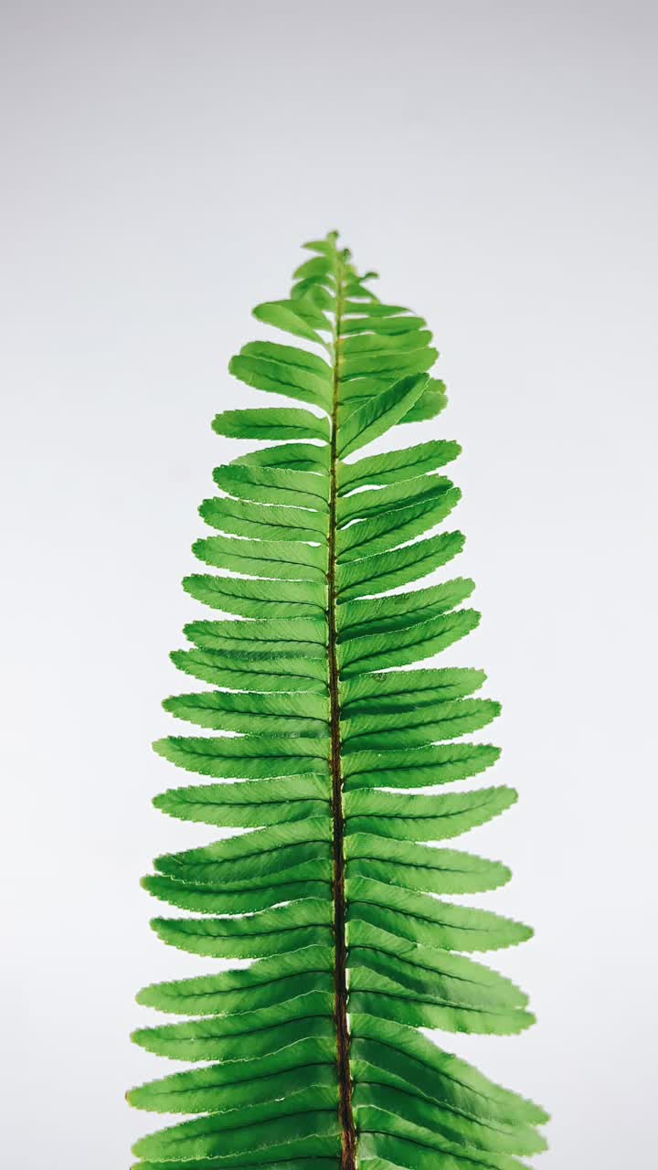 페른 잎 의 클로즈업