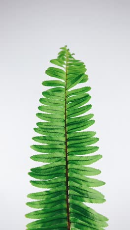 primer plano de una hoja de helecho