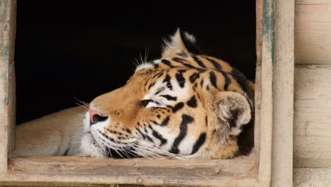 A young African tiger sleeps in a zoo. Shooting a tiger close up