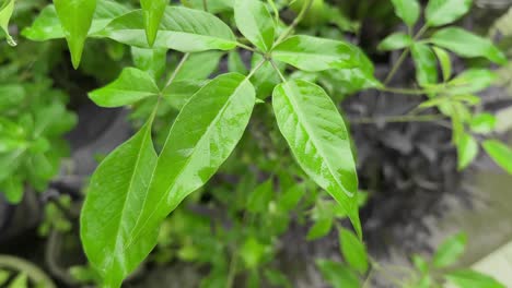 closeup of a vibrant green leaves of the vitex negundo plant, commonly known as lagundi or the five-leaved chaste tree, saturated with recent rainfall, appearing glossy and fresh