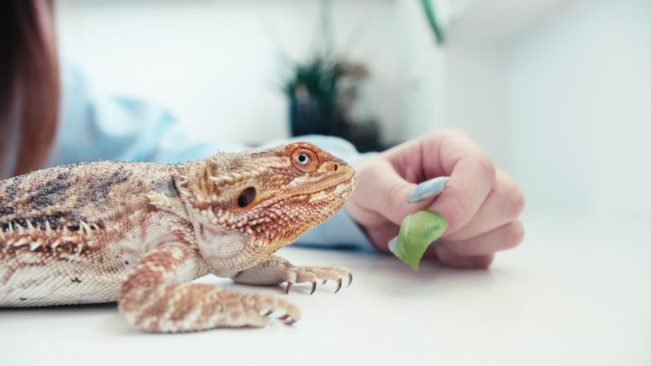 uñas largas mujer caucásica alimentación manual mascota lagarto dragón barbudo con hoja verde de ensalada, cerrar