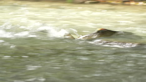 Chinook-Lachs,-Der-Stromaufwärts-Durch-Stromschnellen-Schwimmt