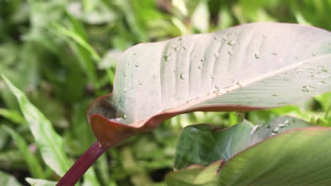 a very large palm shaped red and green leaf