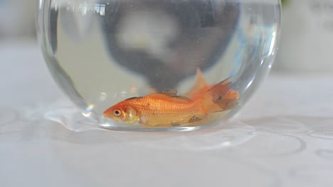 A-close-up-of-a-goldfish-inside-a-fishbowl,-Gold-Fish-Footage