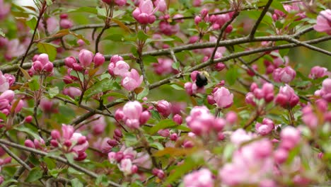 A bumble-bee flies around and lands on pink flowers