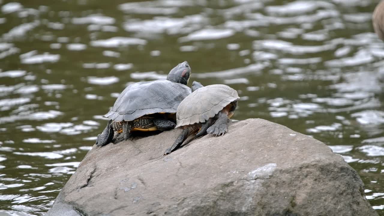 Two tortoises rest and sunbathe on a dry rock in the middle of a pond as gentle ripples move across the water, capturing a calm daytime scene in a Japanese park