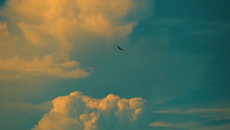 a mighty eagle soaring against the backdrop of cumulonimbus clouds - tracking shot