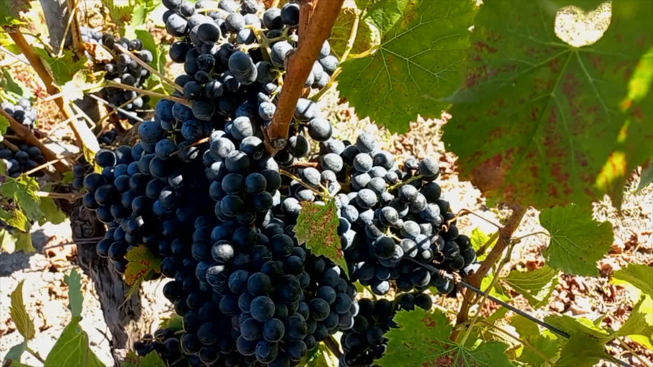 uvas negras colgando de la vid en un día soleado