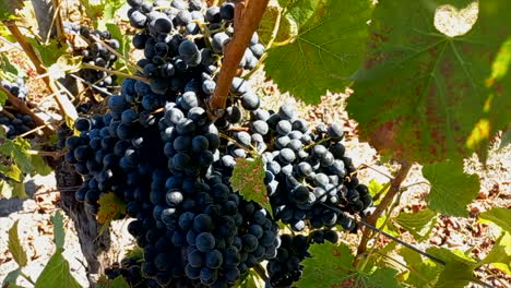 black grapes hanging on the vine on a sunny day