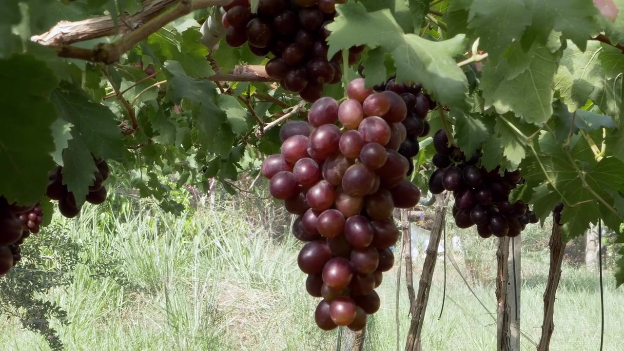 Esplora la bellezza dell'uva matura in un vigneto, mostrando la generosità della natura con dettagli mozzafiato.