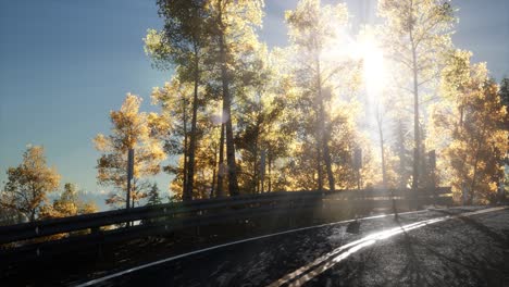 movimiento de la cámara por la carretera en el bosque y el sol brillando