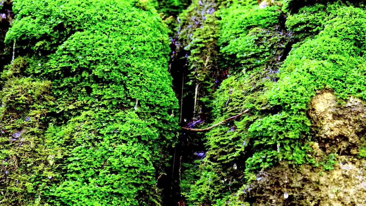 hermoso primer plano de la pequeña planta de musgo que crece en las rocas con agua saliendo de las rocas