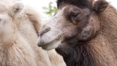 Brown-camel-chewing-grass-in-slow-motion