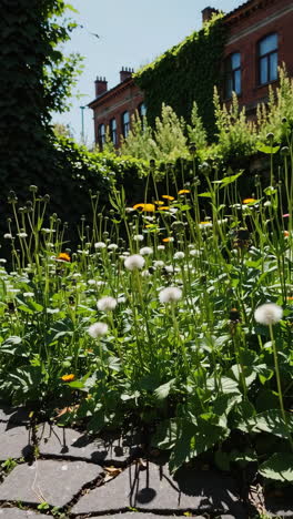 flowers in a city garden
