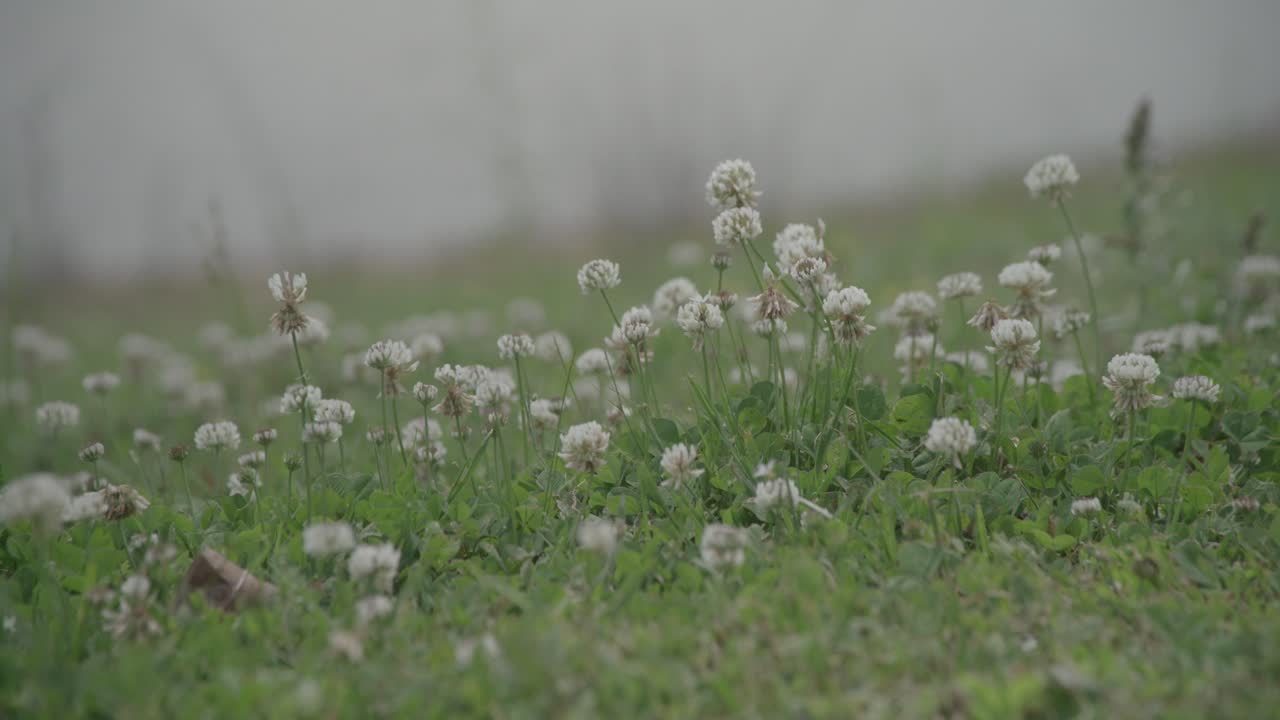 작은 꽃과  ⁇ 벌 한  ⁇ 어리로 풀이 가득 찬  ⁇