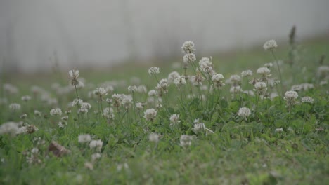 a-field-full-of-grass-with-a-bunch-of-small-flowers-and-bees