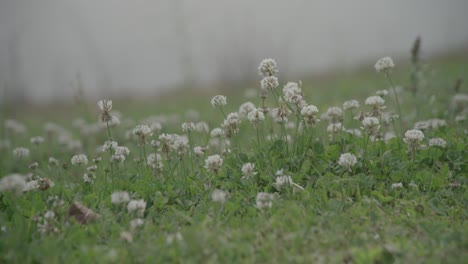 un campo lleno de hierba con un ramo de pequeñas flores y abejas