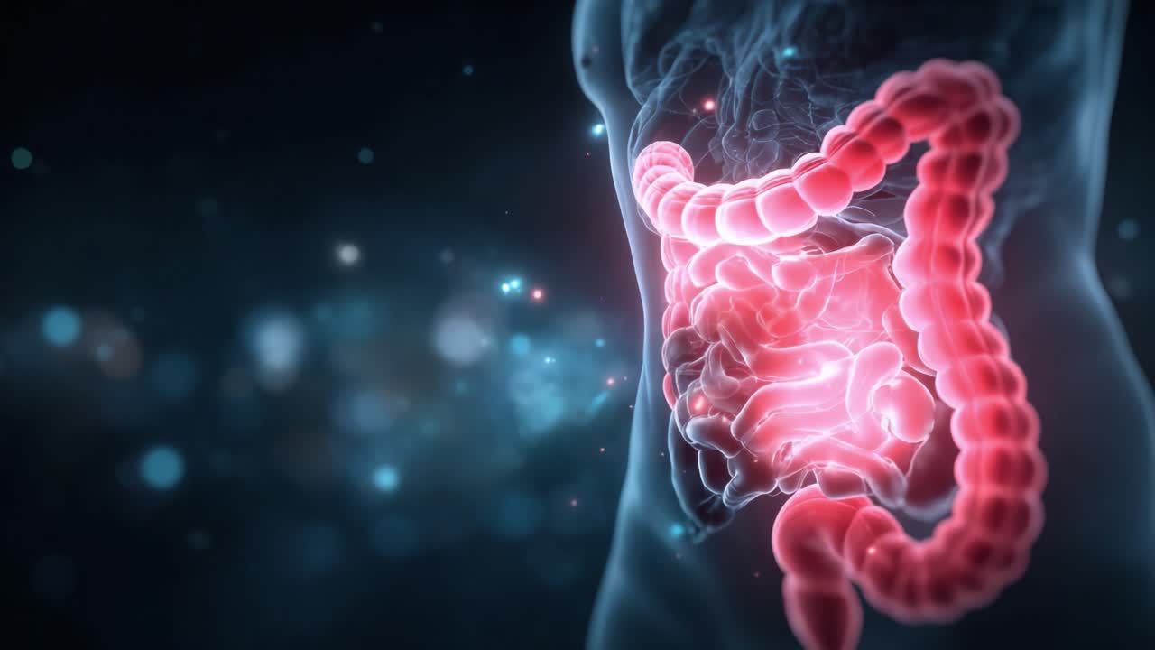 Exploring the Intricate Architecture of the Human Digestive Tract: An Illustrated Journey through the Complexities of the Intestinal System Revealed in Stunning Detail