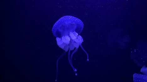 medusa-medusa púrpura brillante nadando en el agua azul oscuro