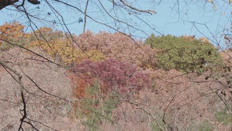 Bäume-Entlang-Des-Wissahickon-Creek-Im-Herbst