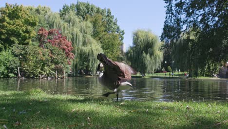 duck flapping wings by a pond in boston public garden