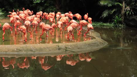 a flock of flamingos in a tropical setting