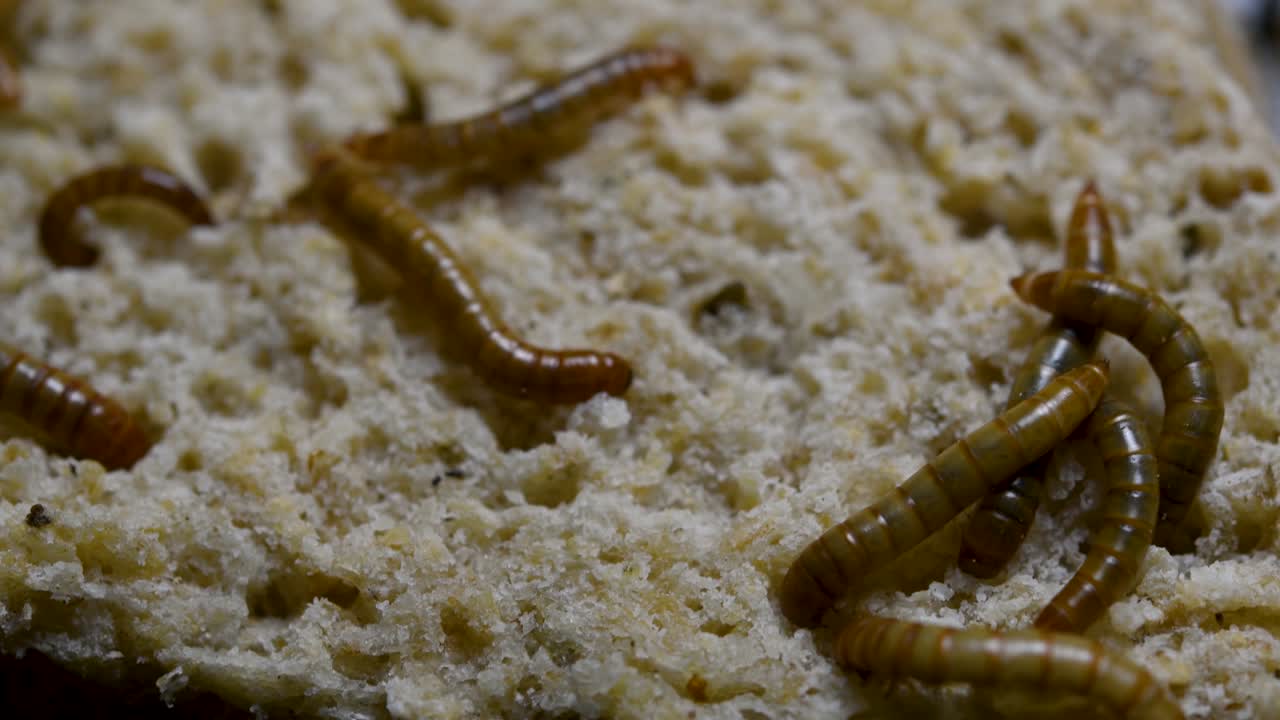 O Tenebrio é uma espécie de besouro Tenebrionidae usado para alimentar animais de estimação como peixes, cobras, pássaros e sapos.