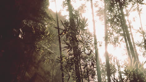 la luz del sol brillando a través de un bosque de bambú