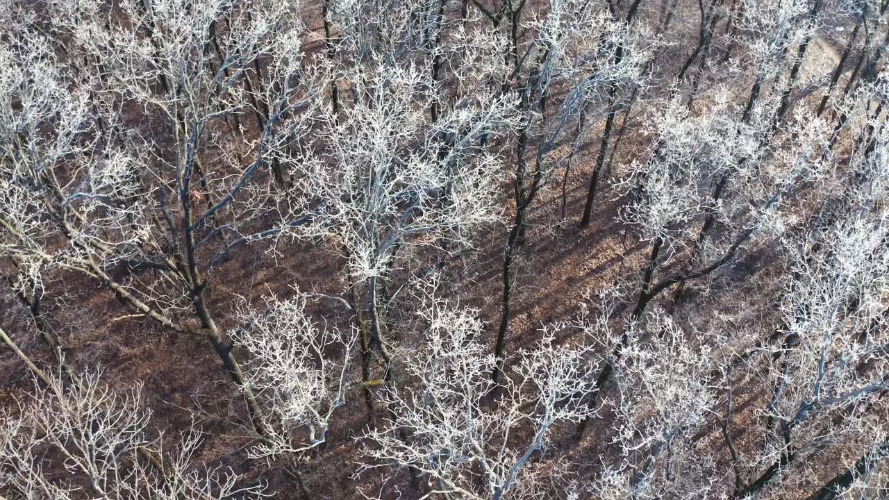 Frozen forest at winter. Aerial view of forest landscape in winter season
