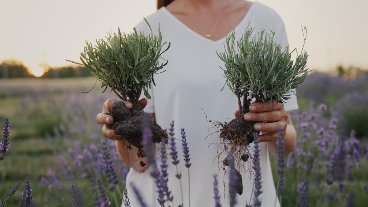 mujer jardinera sosteniendo dos plántulas de lavandin en sus manos