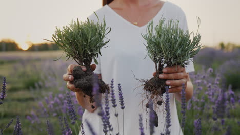 Woman-gardener-holding-two-saplings-of-lavandin-in-her-hands