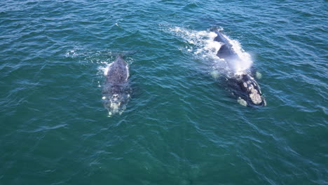 Detailed-frontal-view-of-Southern-Right-whale-and-brindled-calf,-callosities-and-blowholes