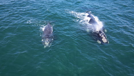 vista frontal detallada de la ballena franca austral y su cría atigrada, callosidades y espiráculos.