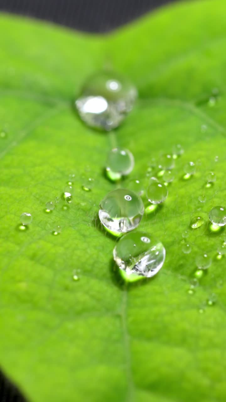 Water droplets on green leaf in slow motion macro shot, calming nature