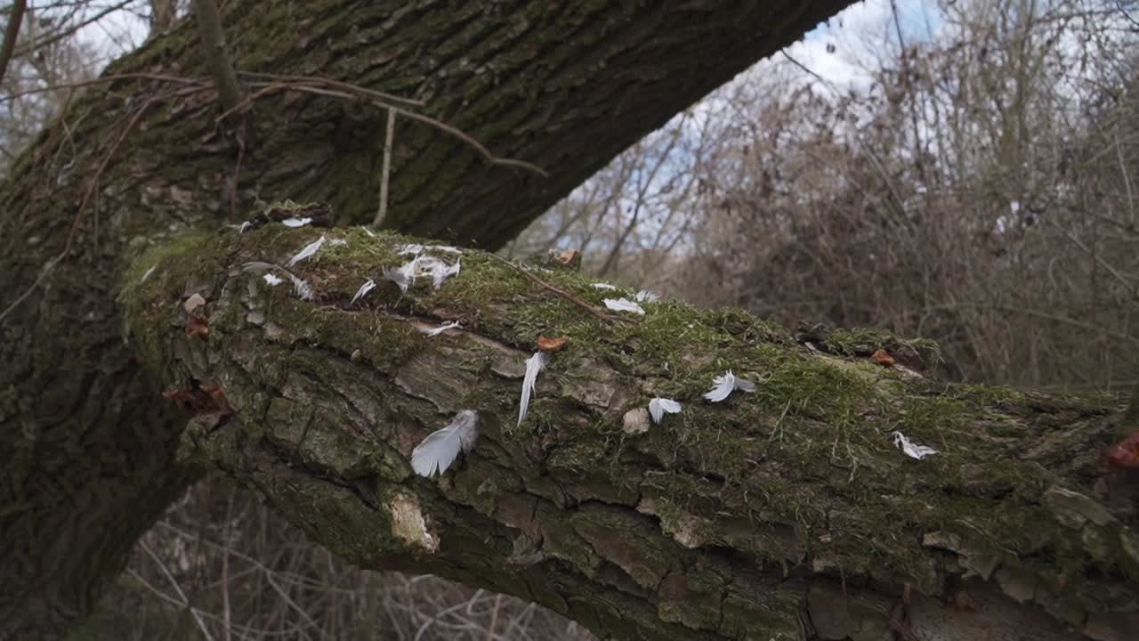 Close-up of white feathers on a moss-covered tree trunk in a tranquil forest. Great for mystery, nature, or wildlife themes in documentaries and cinematic projects
