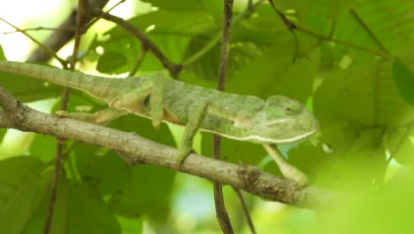 chameleon walking on tree uhd mp4 4k