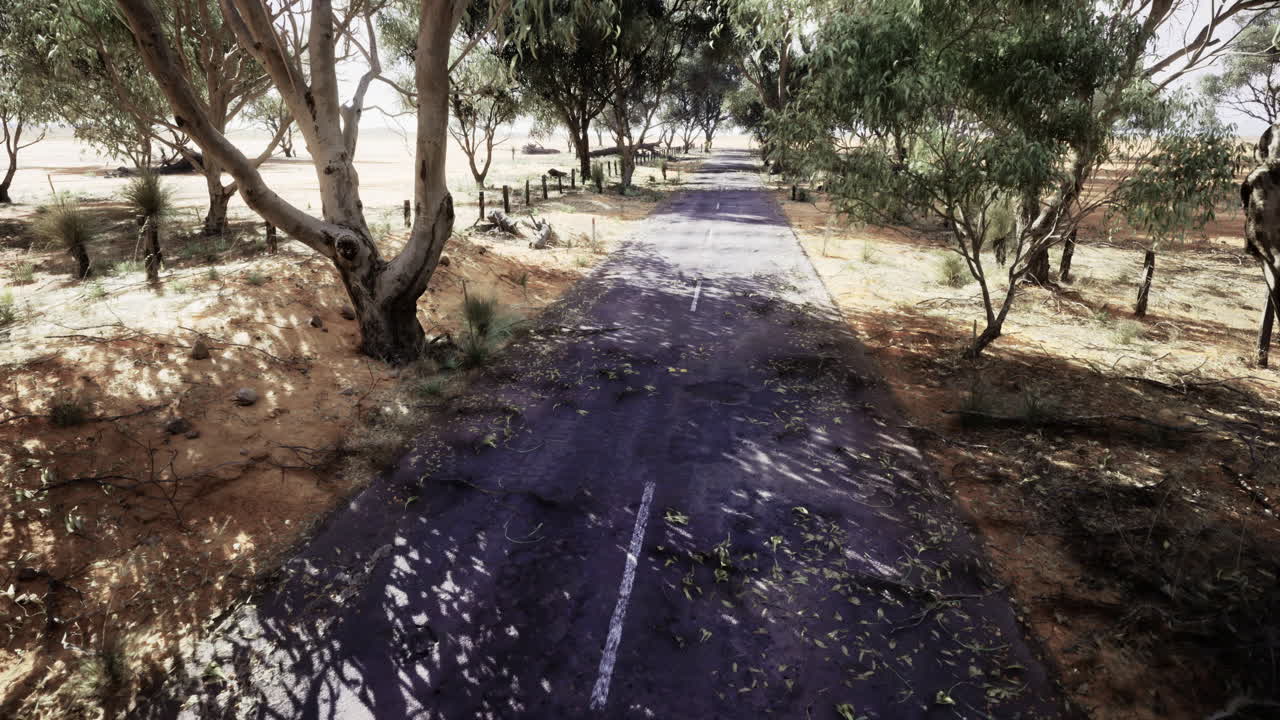 Empty road bordered by trees under bright sunlight in rural landscape