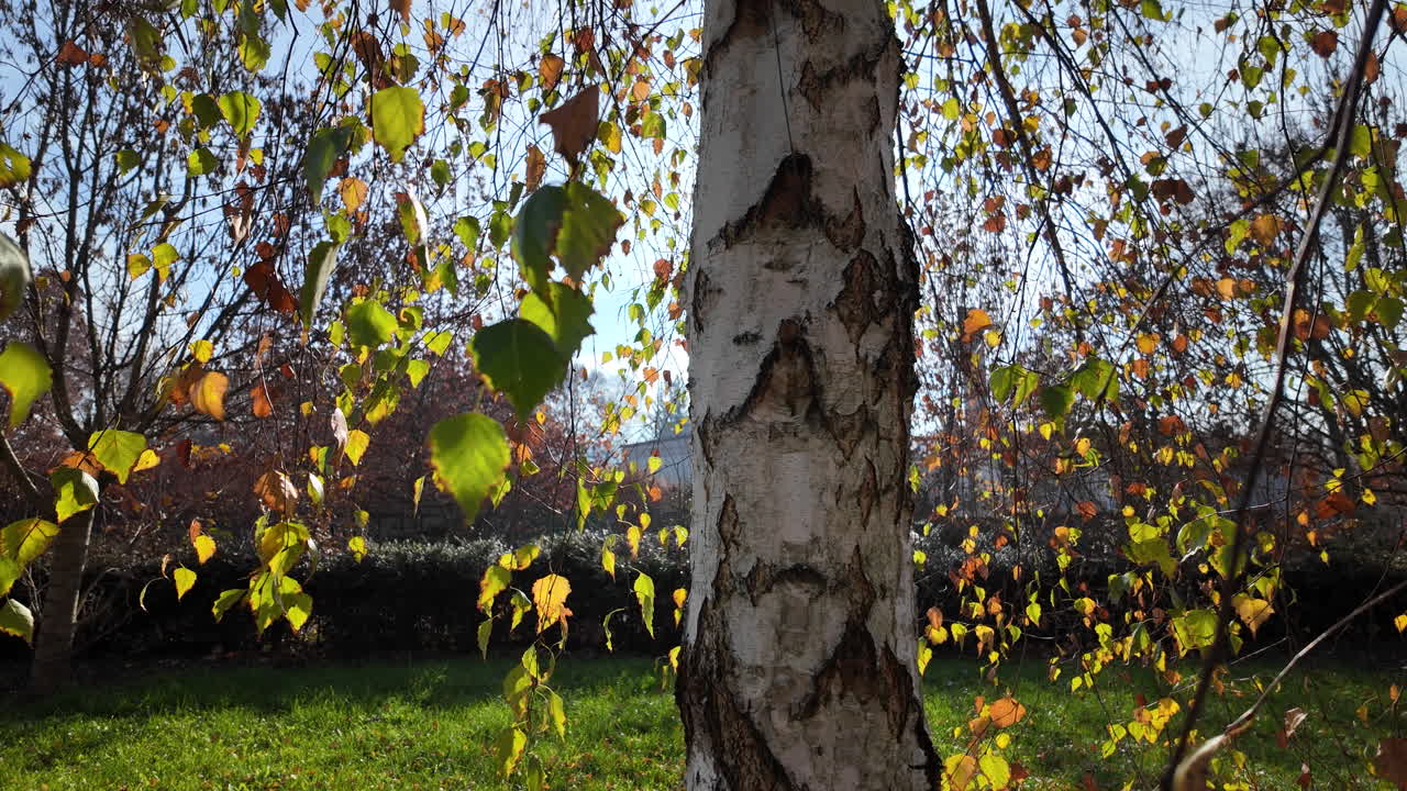 Autumn Birch Tree in a Park