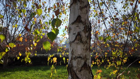 autumn birch tree in a park