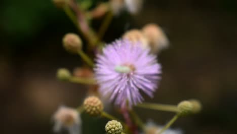 macro purple flower spike ball closeup