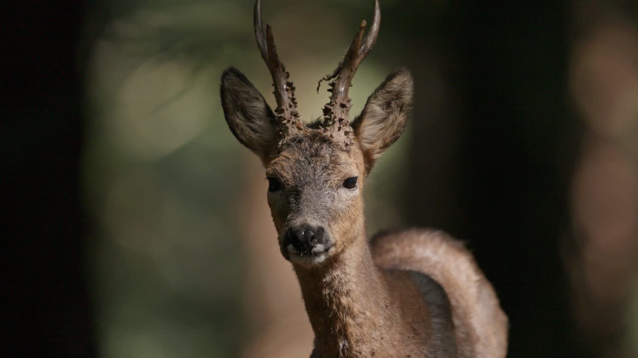 Telephoto detailed frontal view on face of calm Roe Deer in forest