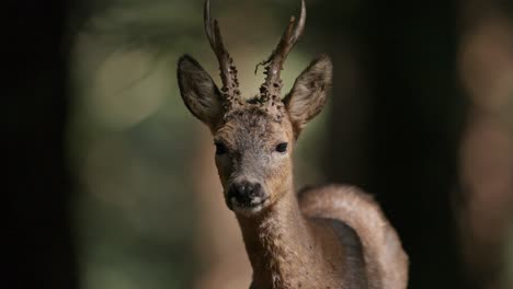 telephoto detailed frontal view on face of calm roe deer in forest